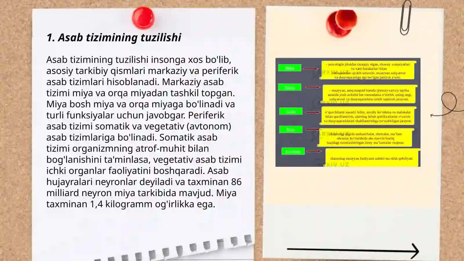 Asab tizimi oliy boʻlim vazifalari 3