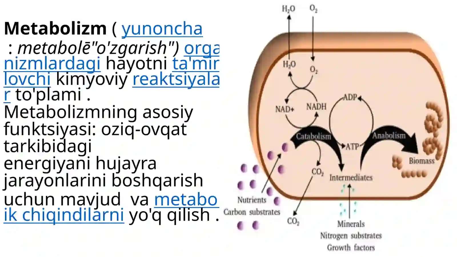 Asab to'qimasi nuklein kislotalari va xromatinining o'ziga xosligi . 3