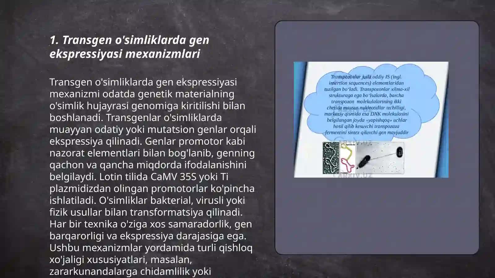 Transgen o’simliklarga genetik materallarni ekspressiyasi 3