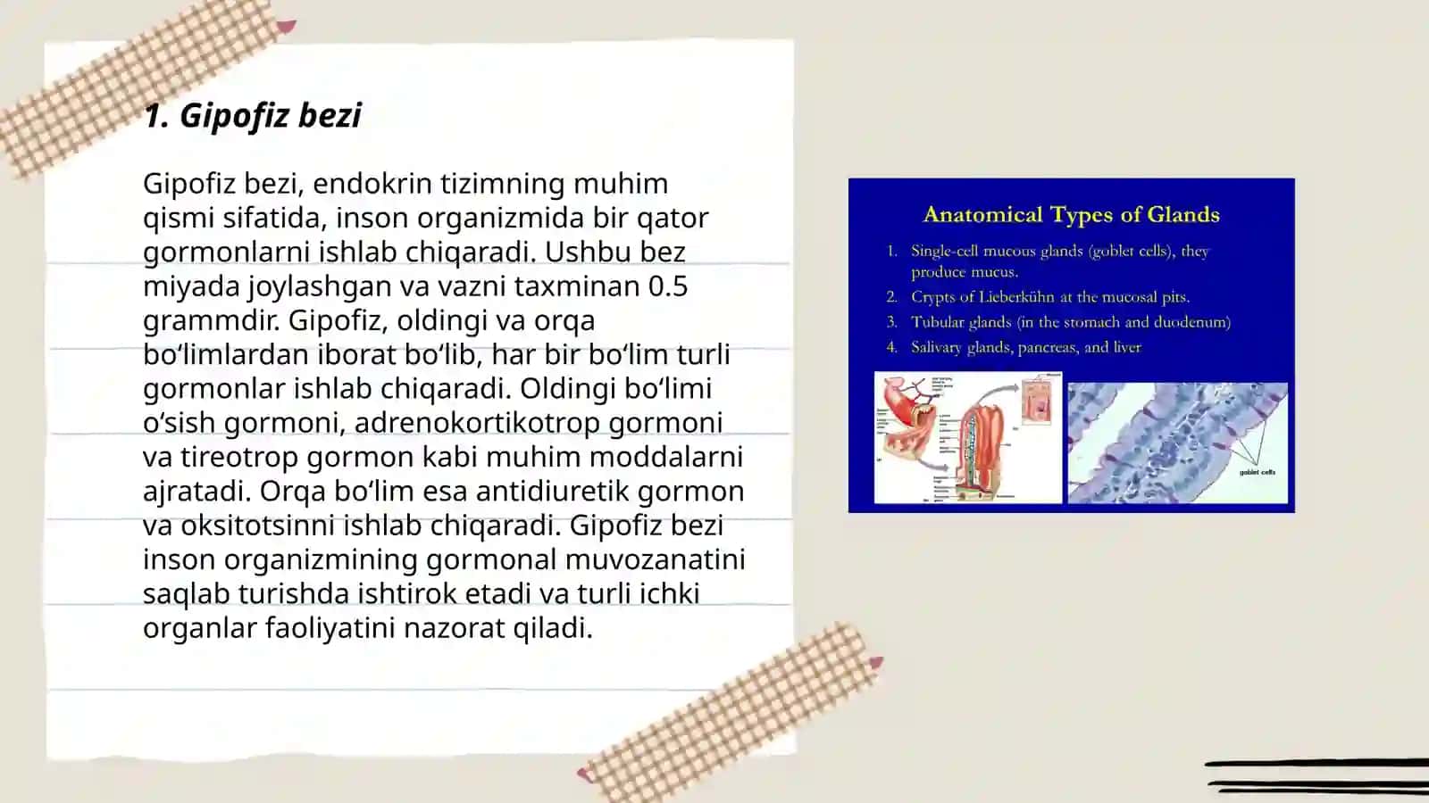 Ichki sekretsiya bezlarining tuzilishi 3