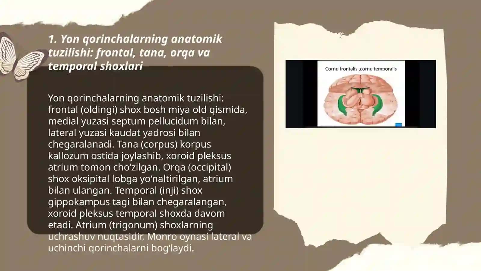 Yon qorinchalar bazal ōzaklar 3
