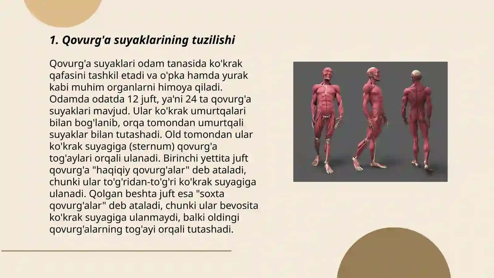Qovurg'a anatomiya malumot 3