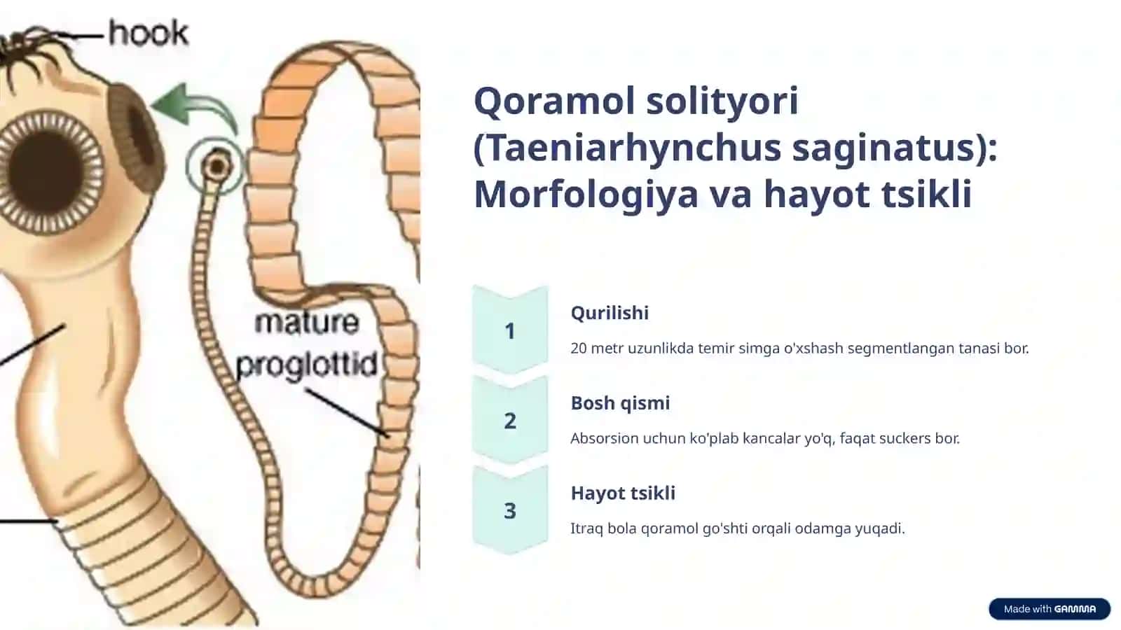 Lentasimon chuvalchanglar (Cestodes) va odam parazitlari 3