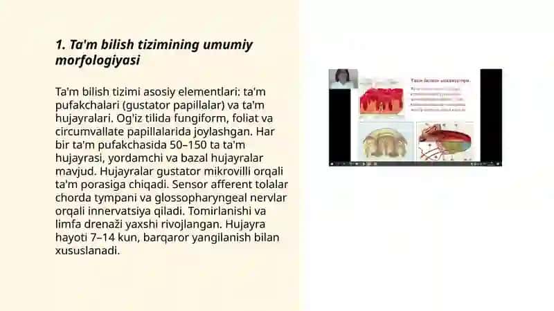 Ta'm bilish a'zolarining vazifaviy anatomiyasi 3