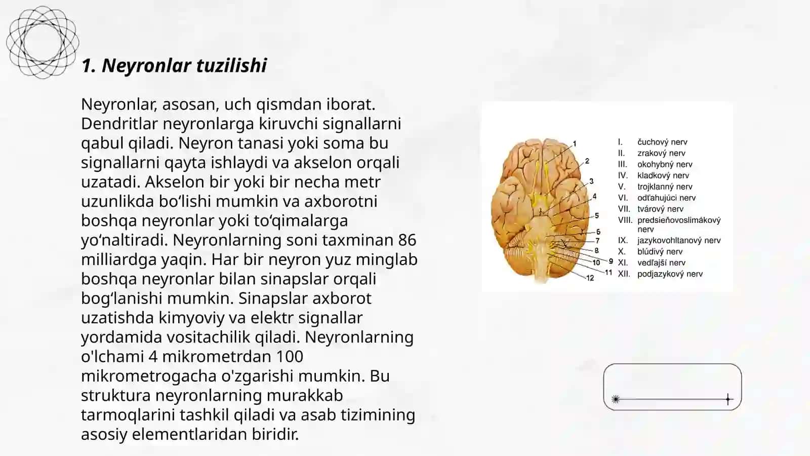 Nerv tizimi gistalogiyasi 3