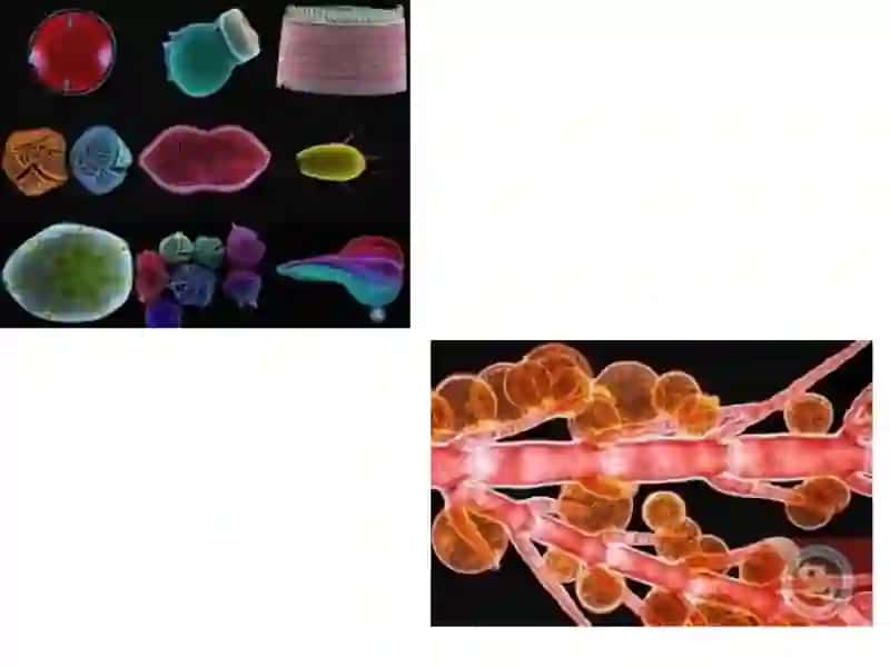 DIATOM SUVO’TTOIFALAR 3