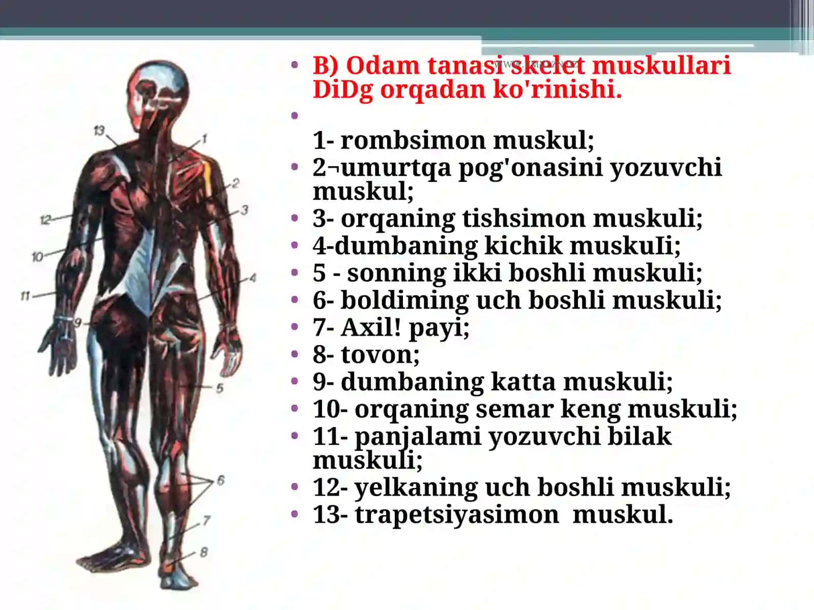 Muskullar va ularning funksiyasi 3