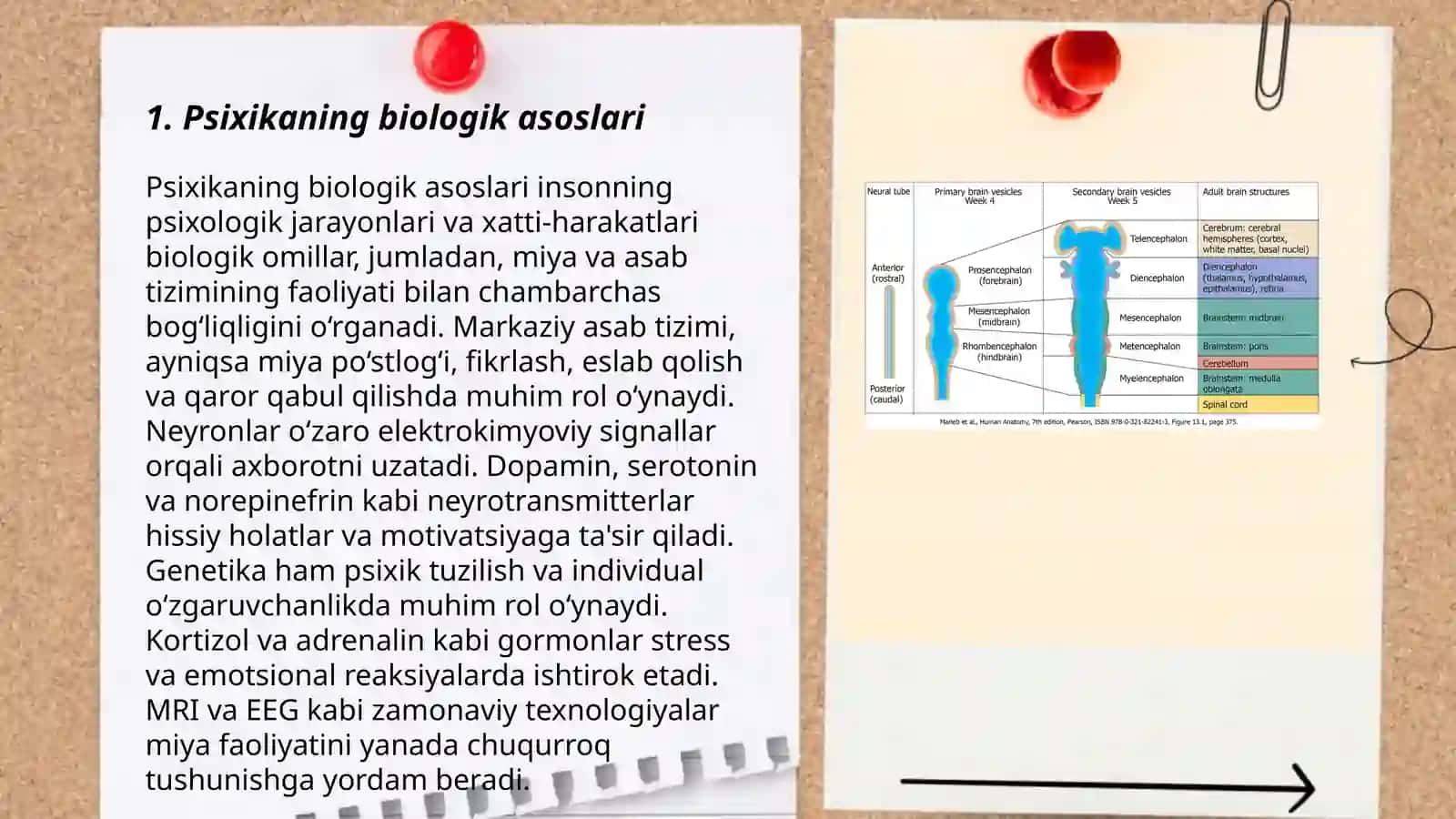 Psixikaning filogenetik taraqqiyoti 3