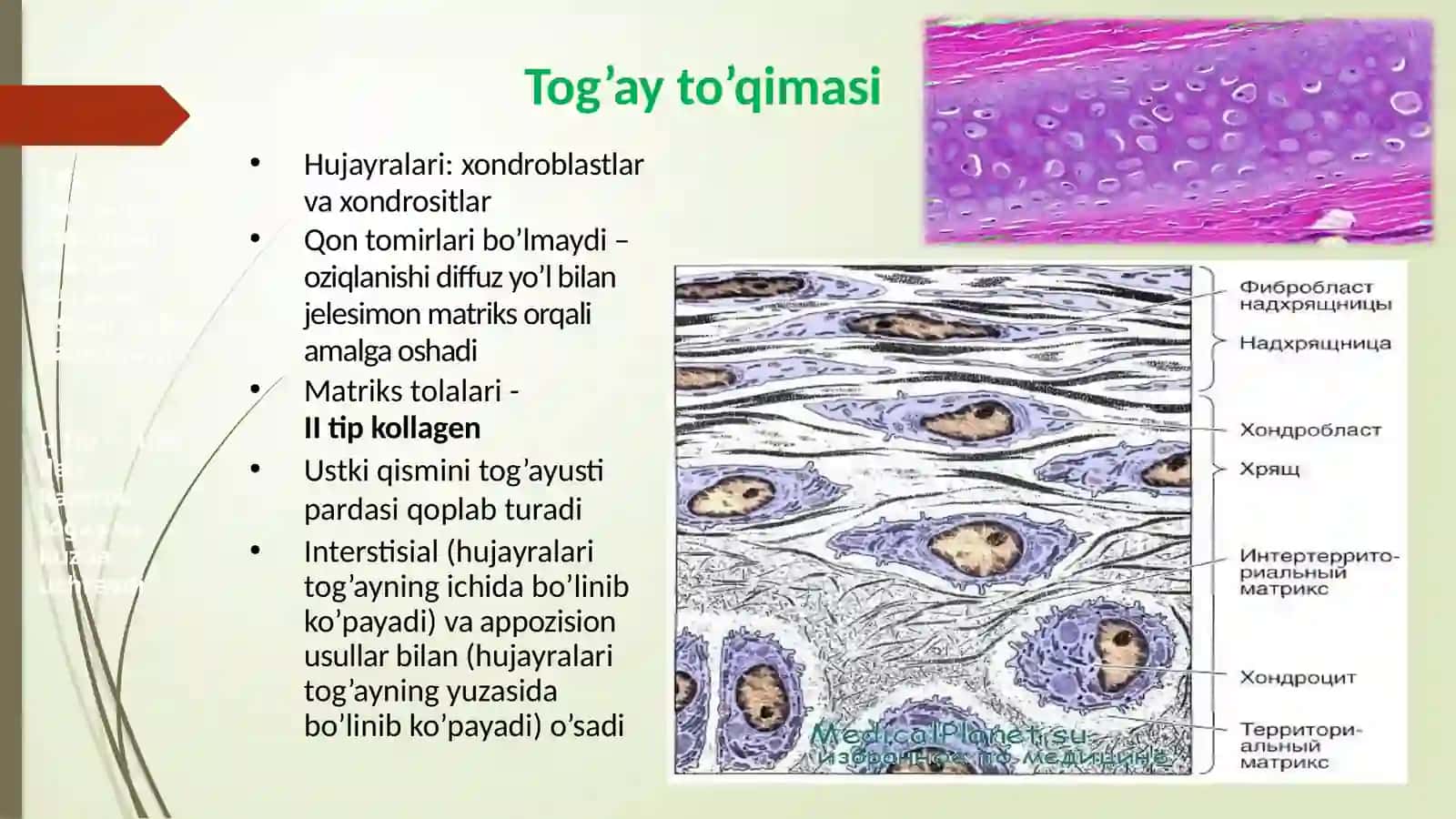 Tog’ay va suyak to’qimalari 3