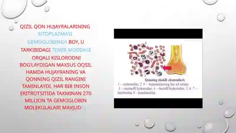 Eritrotsitlar fiziologiyasi. Gemoglabin 3