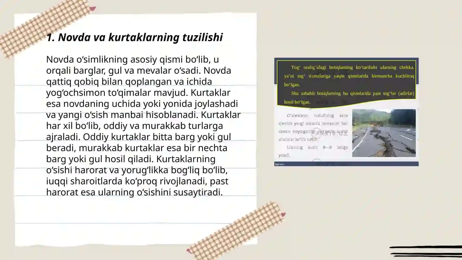 Novda va kurtaklarning tuzilishi 3