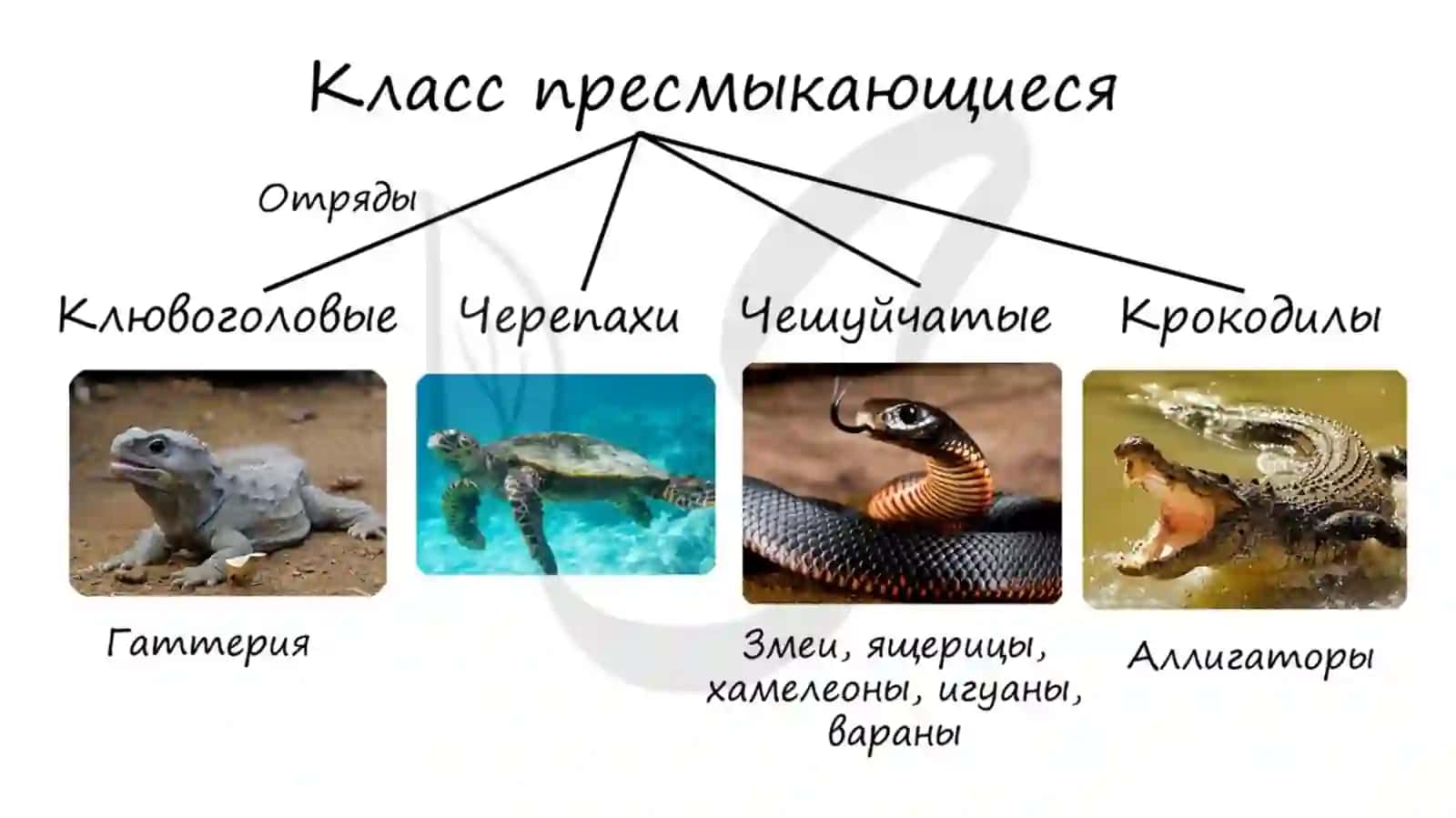 Класс пресмыкающиеся 3