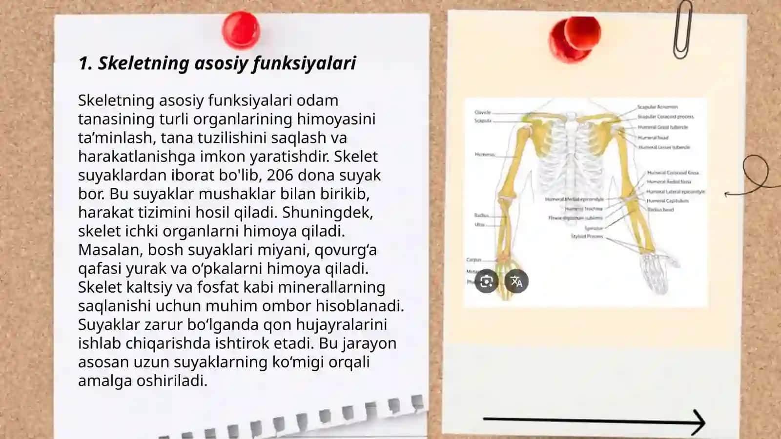 Odamskeletining tuzilishi 3