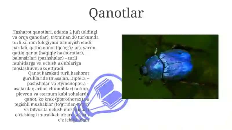 Hasharotlar morfologiyasi 3