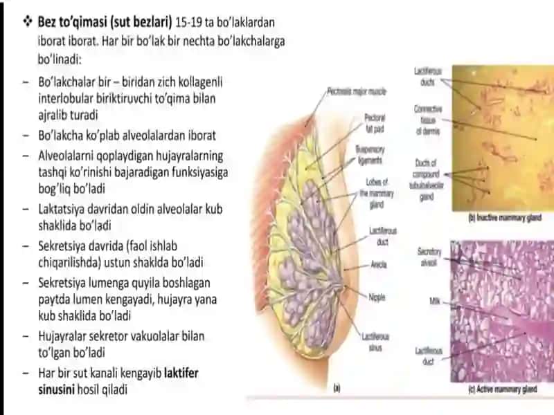 sut bezlari gistologiyasi 3