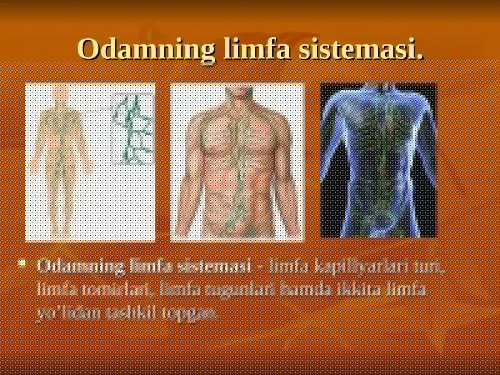 Limfa sistemasi 3