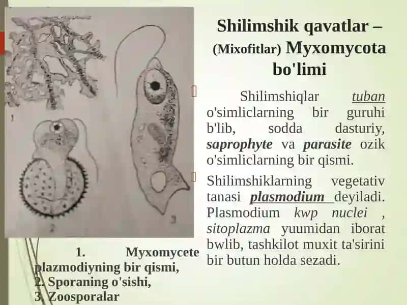 Xaqiqiyshilimshiqlar sinfitasnifi 3