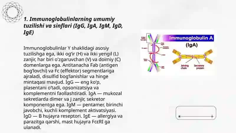 Immunoglobulin oqsillari 3