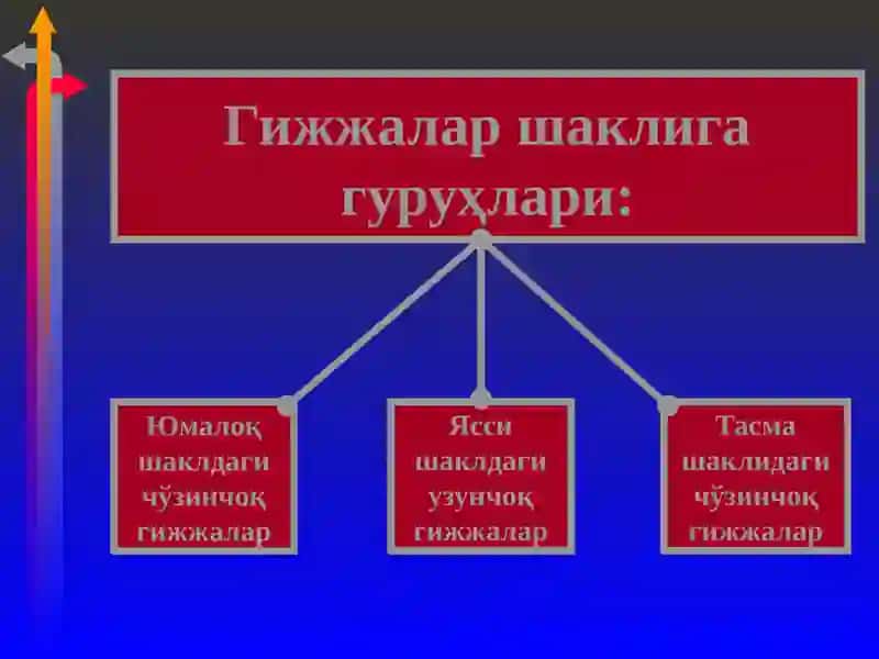 Гижжа   касалликлари 3