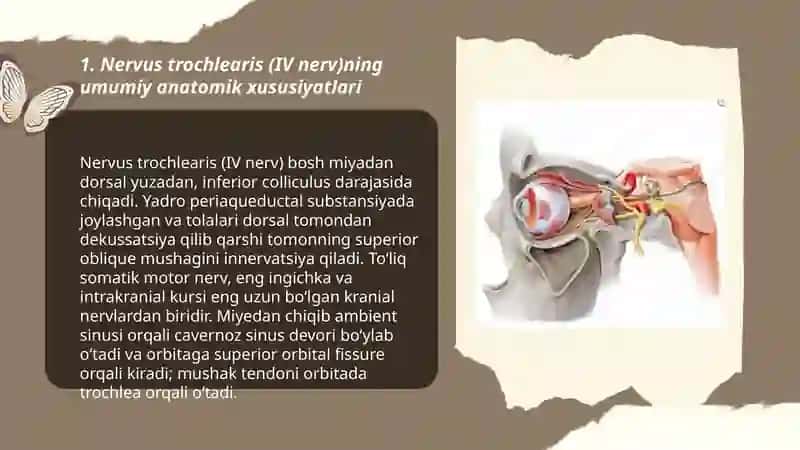 Nervus trochlearis klinik anatomiyasi 3