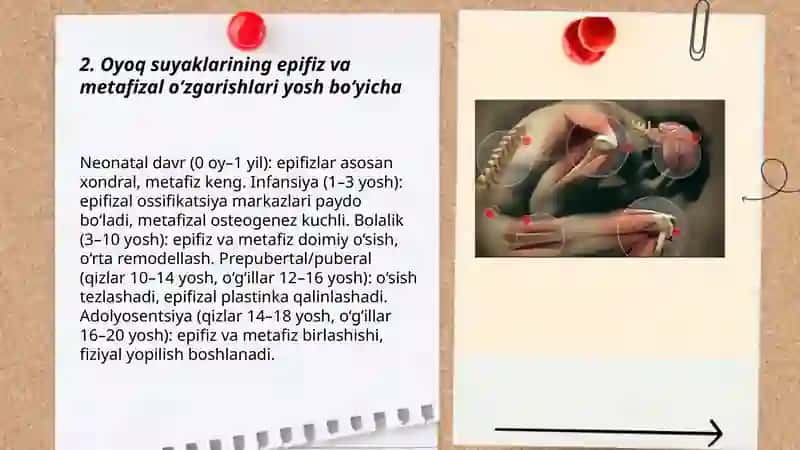 Bogimlarning bimexanikasi. Birlashmalarning rentgenanatomiyasi 3