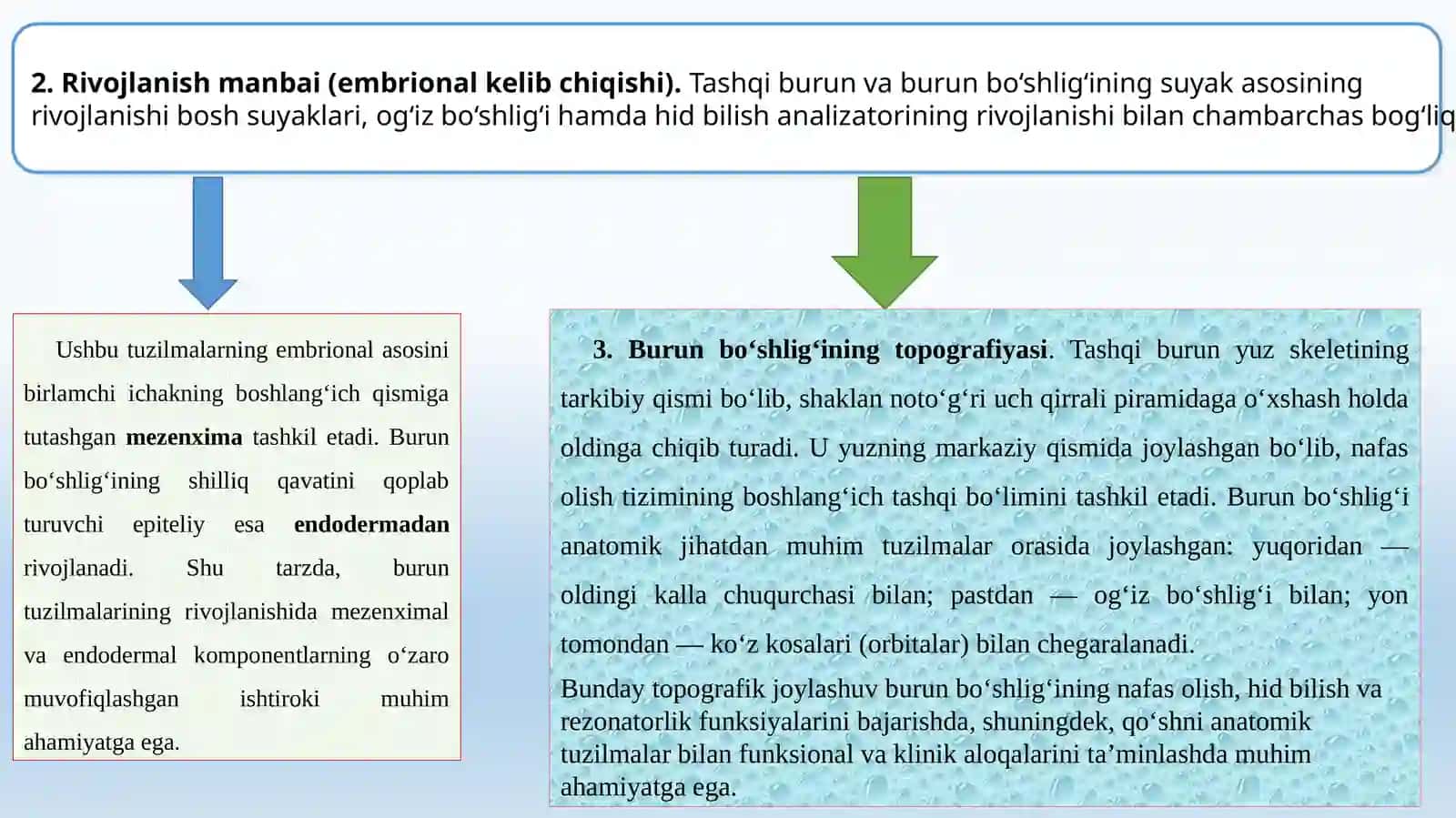 Nafasolisha’zolarining funksional va yoshga oid anatomiyasi 3