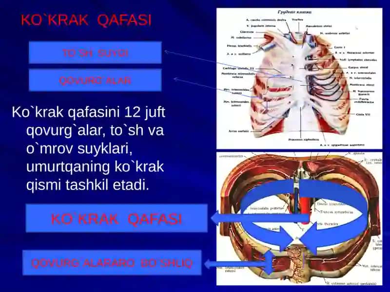 Ko`krakning Klinik anatomiyasi. Ko`krak  bo`shlig`i azolari operatsiyalari. 3