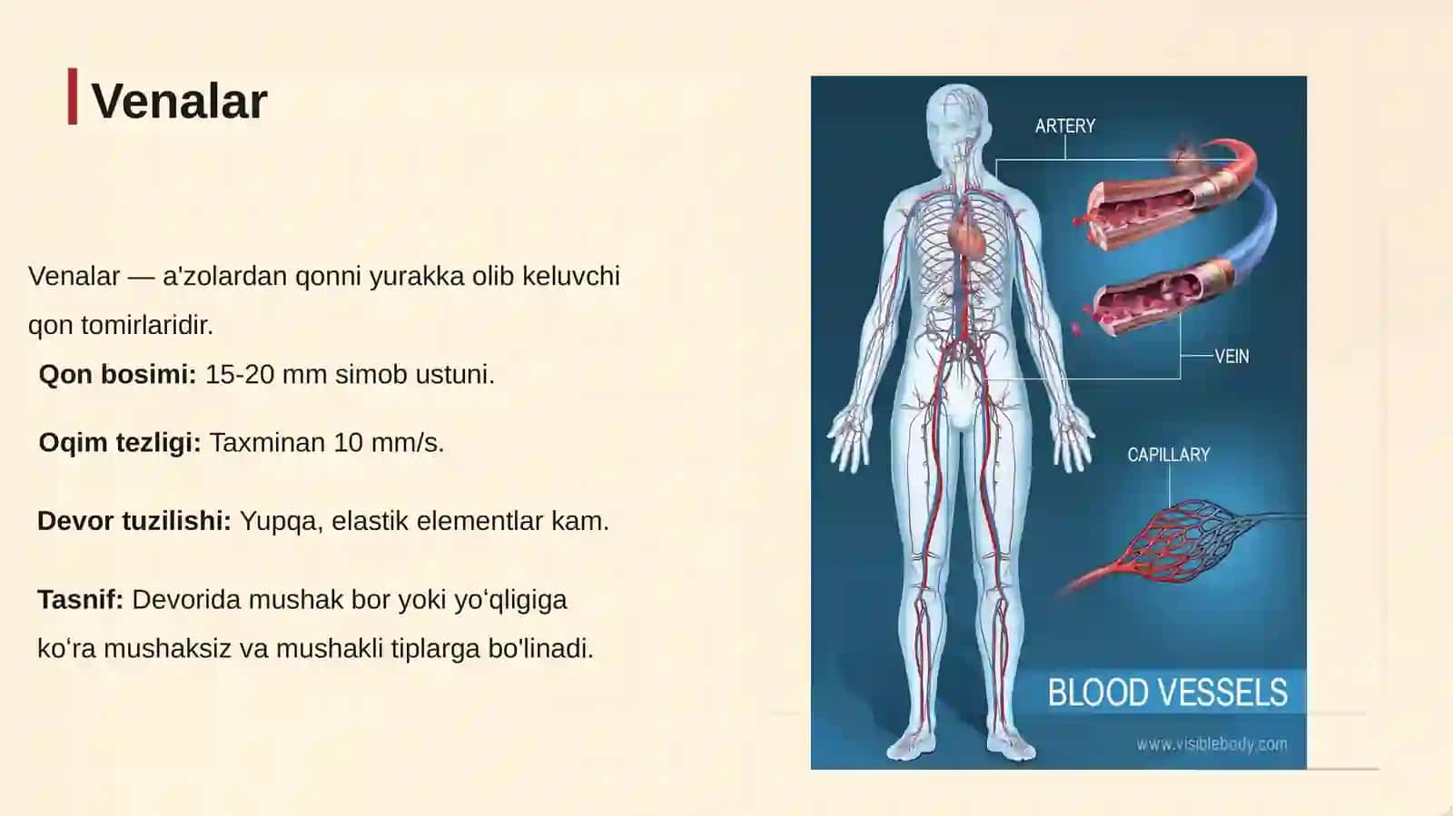 VENALAR, LIMFA SISTEMASI VAYURAK 3