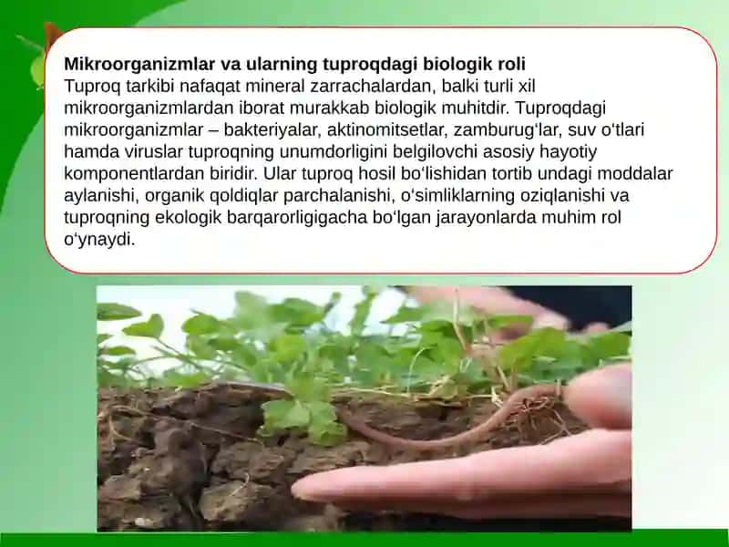 Mikroorganizmlardan tuproq unumdorligini oshirishda  foydalanish 3