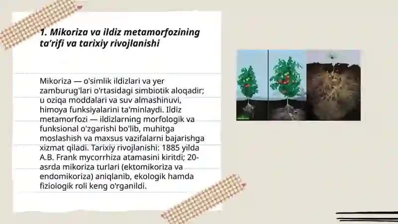 Mikoriza va ildiz metamorfozi 3