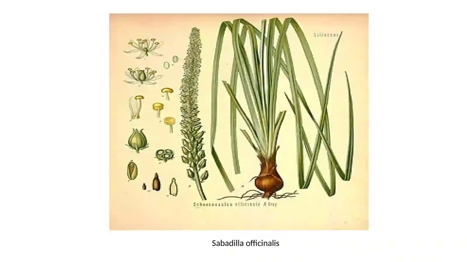 Alkaloidlar haqida tushuncha 3