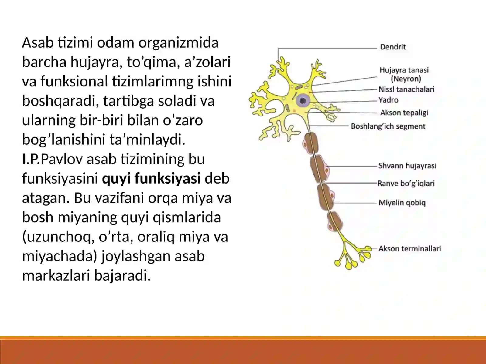 Nervsistemasi 3