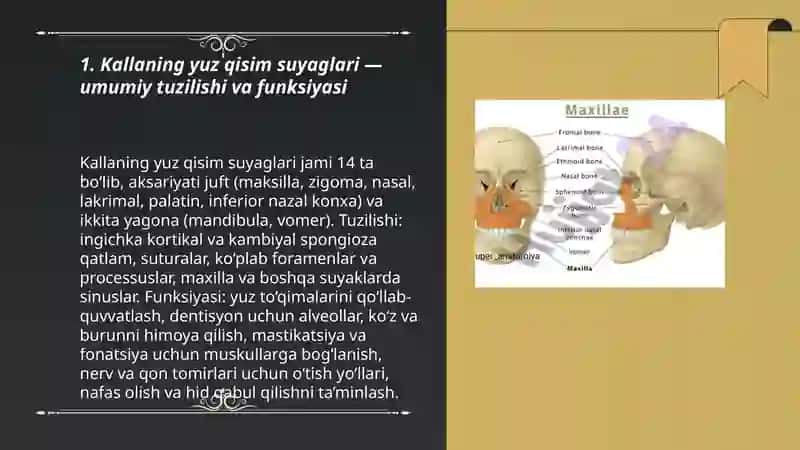 Kallaning yuz qisim suyaglari 3