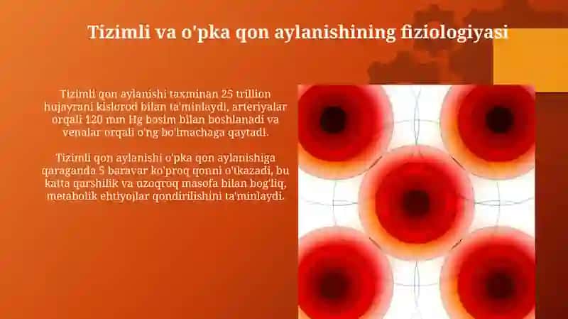 Katta va kichik qon aylanish doiralari 3