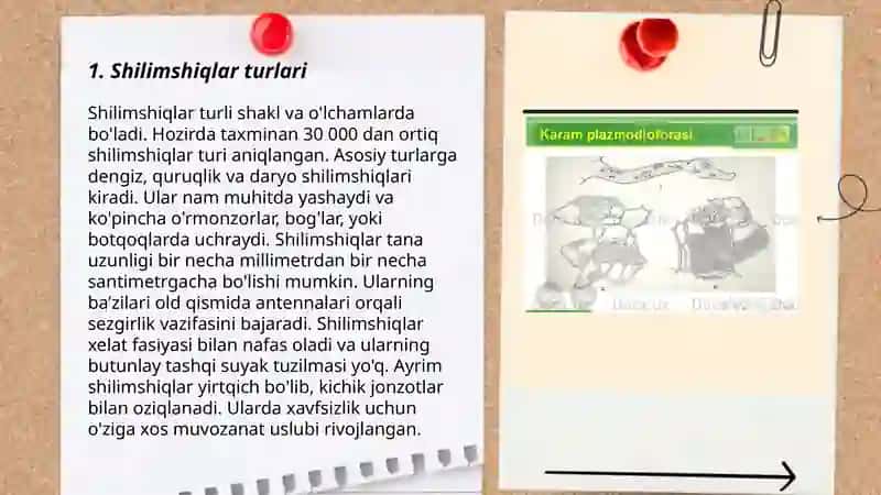 Shilimshiqlar 3