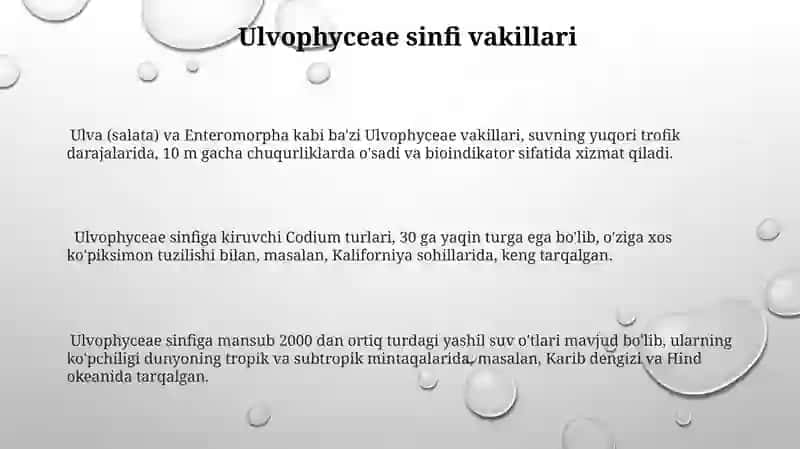 Yashil suv o'tlarining muhim vakillari 3