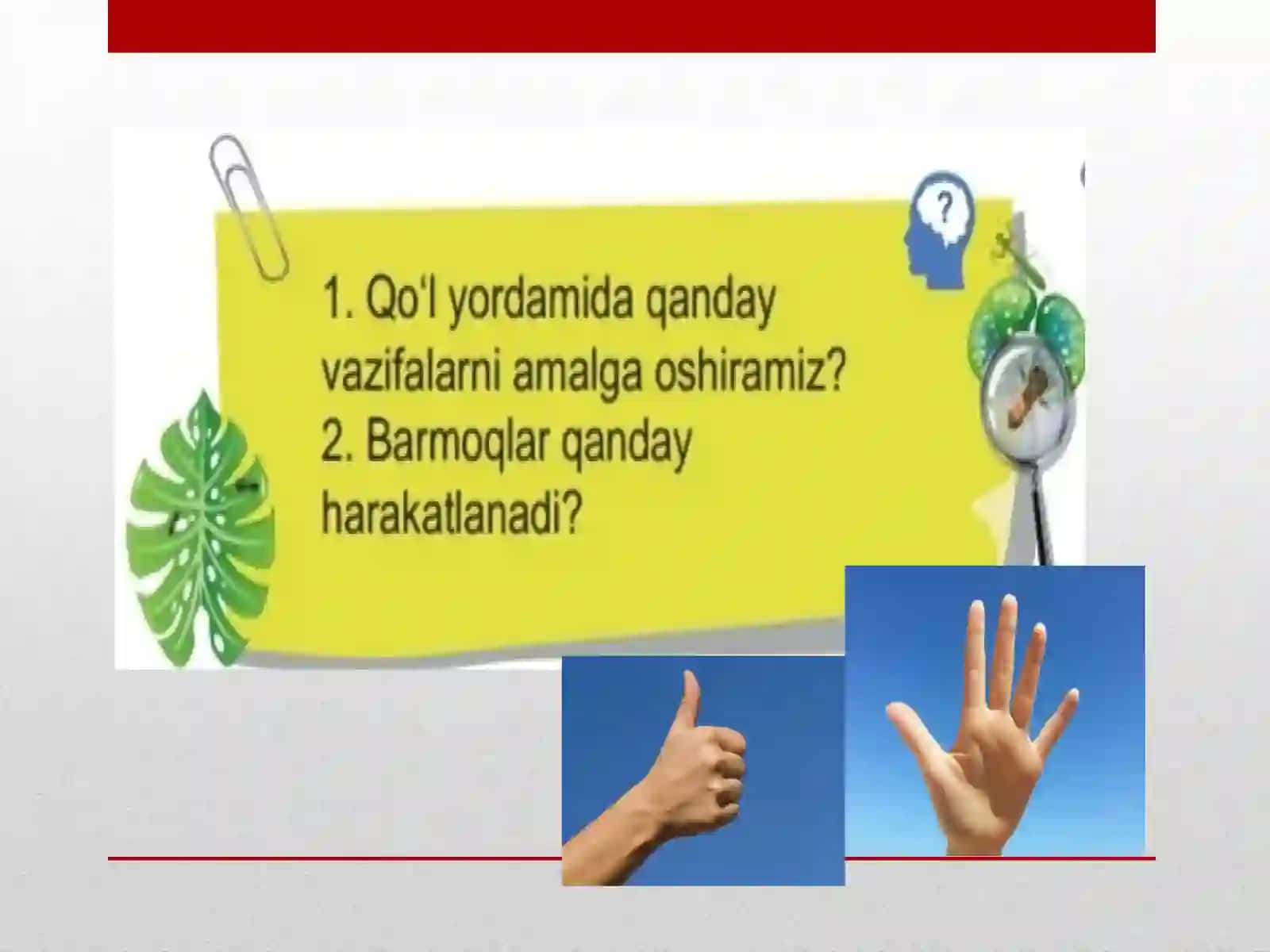 Odam Organlari Qanday Ishlaydi? 3