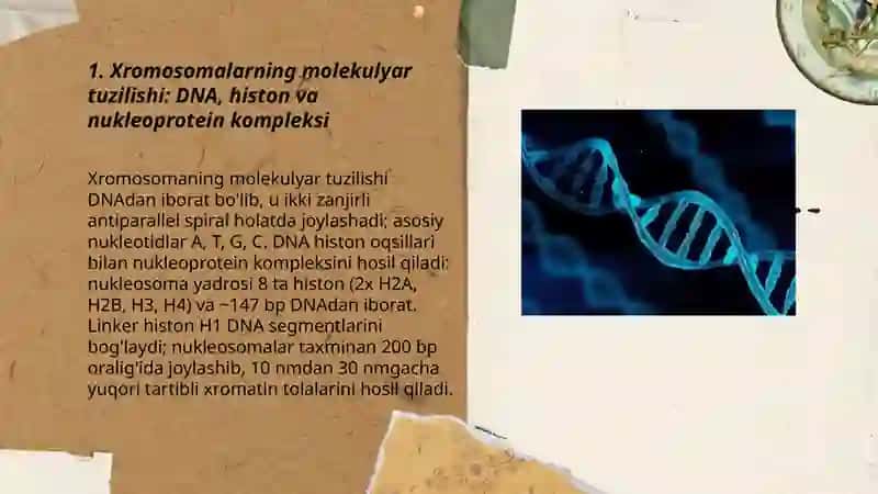 Xromosomalarning malekulyar tuzilishi 3