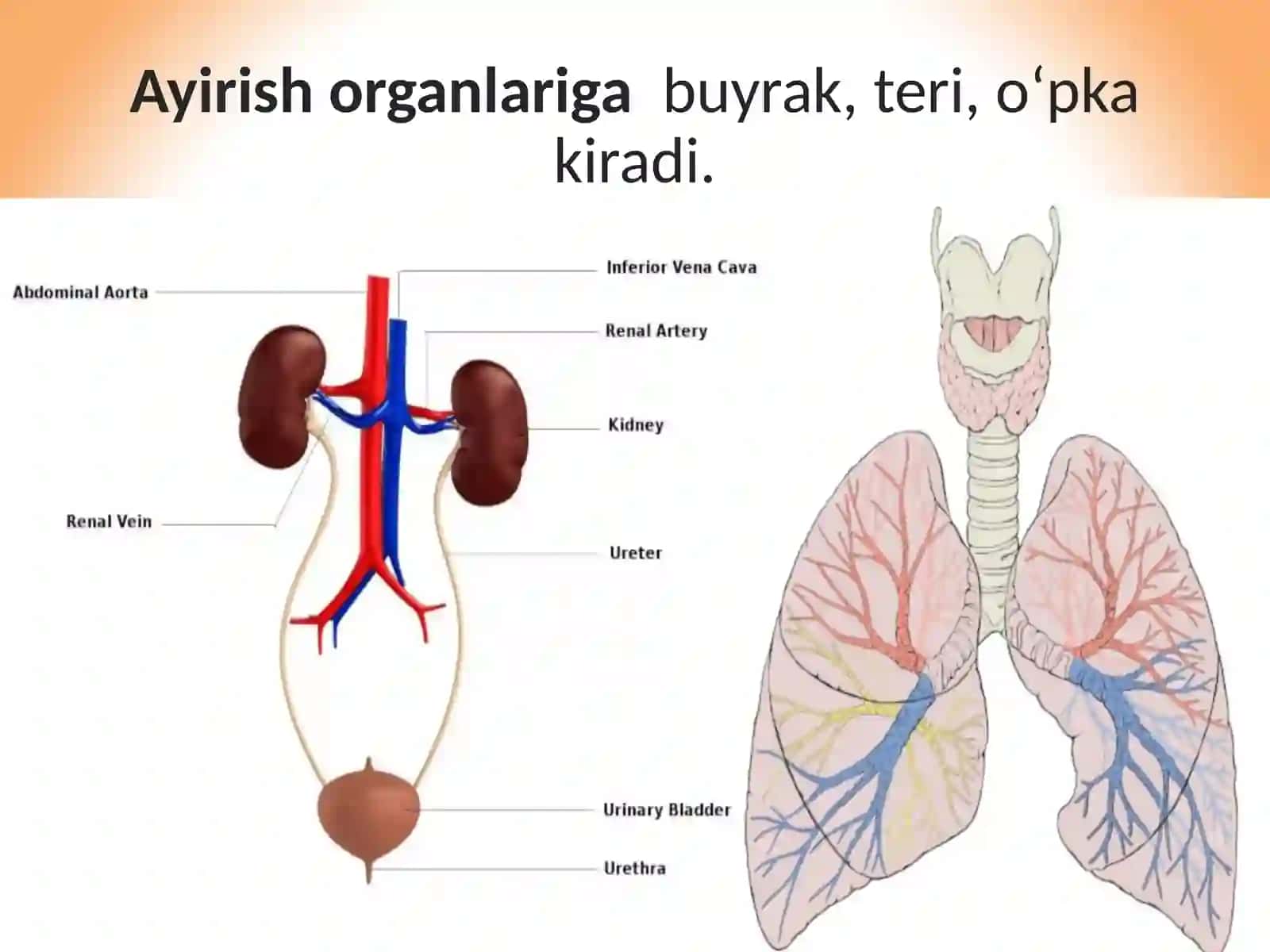 АЙРИШ СИСТЕМАСИ 3