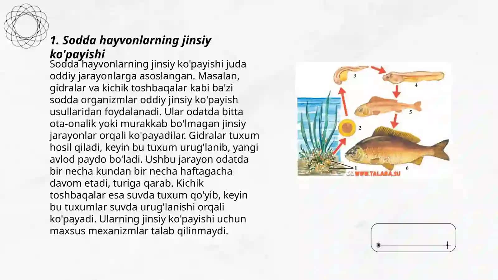 Sodda hayvonlarning ko'payish usullari 3
