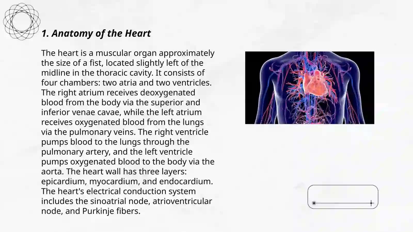 The heart and the vascular system 3