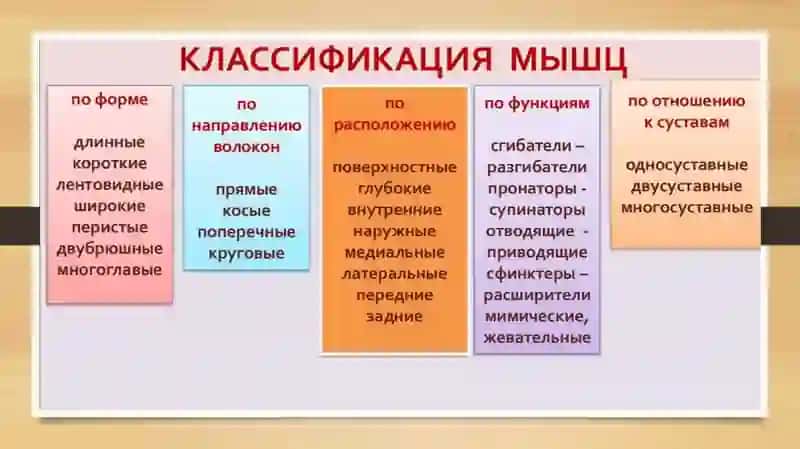 Классификация мышц 3