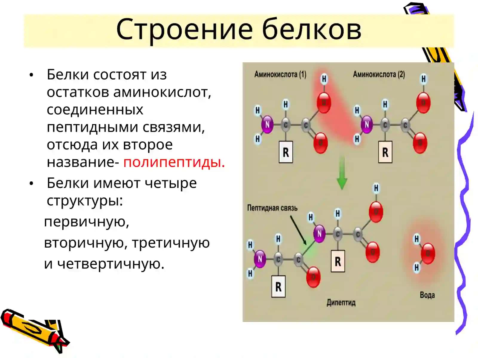 СТРОЕНИЕ И СВОЙСТВА БЕЛКОВ 3