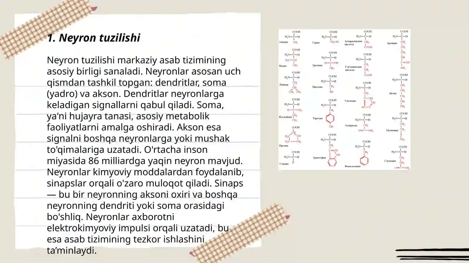 Neyron tuzilishi 3