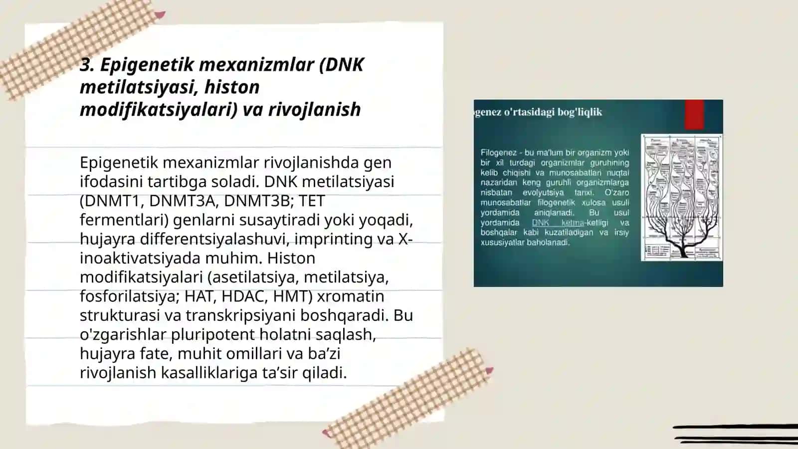 Filogenez va ontogenezning õzaro bog'liqligi 3