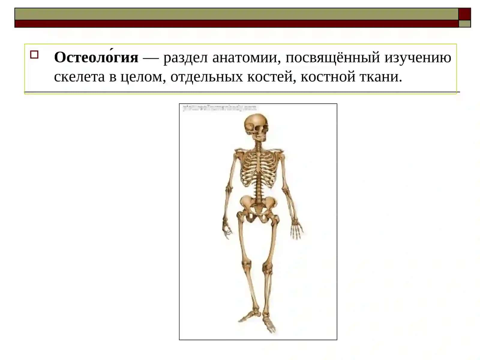 Введение в остеологию 3