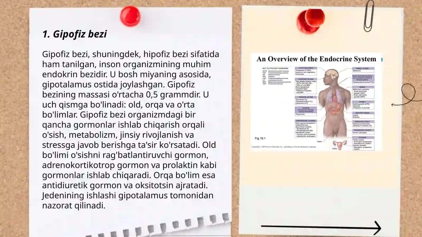 Gipofiz bezi 3