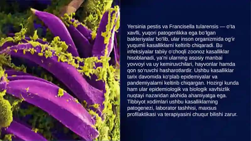 Yersinia pestis va Francisella tularensis 3