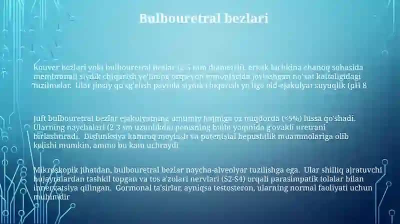 Erkaklar jinsiy tizimi 3