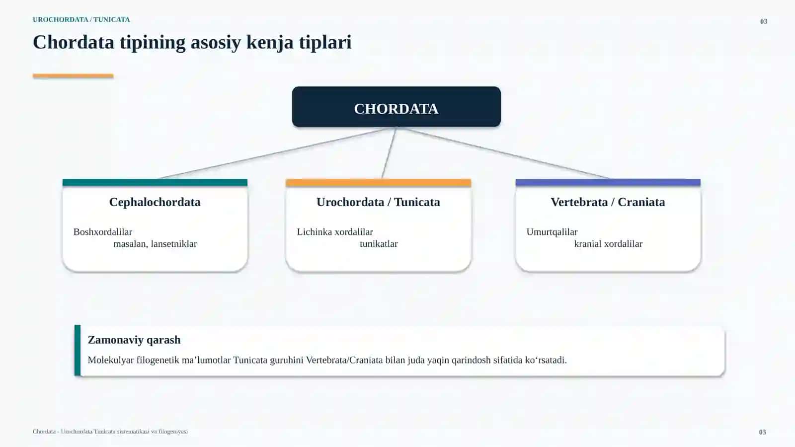 UROCHORDATA / TUNICATA 3